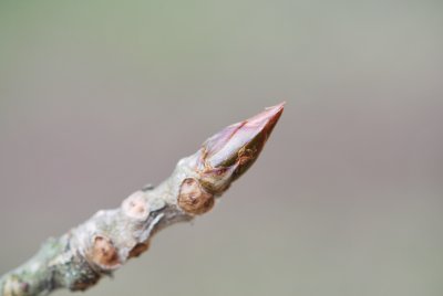 Populus androscoggin - topol Androscogův - zimní pupen (3)